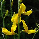 Spartium junceum
