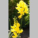 Cytisus supranubius
