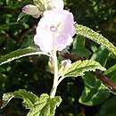 Sphaeralcea angustifolia