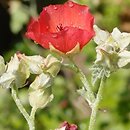 Sphaeralcea miniata