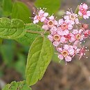 Spiraea bella (tawuła nadobna)