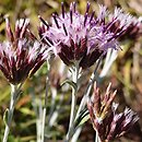 Staehelina uniflosculosa
