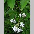 Staphylea emodi (kłokoczka emodi)