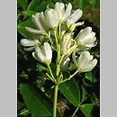 Staphylea holocarpa (kłokoczka chińska)
