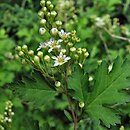 Neillia incisa (tawulec wcinany)