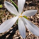 Sternbergia candida