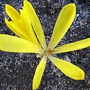 Sternbergia colchiciflora