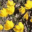 Sternbergia lutea (sternbergia żółta)