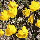 Sternbergia (sternbergia)