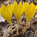 Sternbergia clusiana