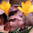 Sternbergia sicula