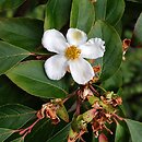 Stewartia (stewarcja)