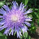 Stokesia laevis (stokezja gładka)