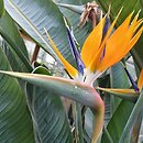 Strelitzia reginae (strelicja królewska)