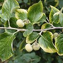 Styrax officinalis (styrak lekarski)