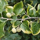 Styrax (styrak)