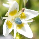 Swertia lactea