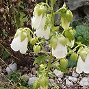 Campanula hofmannii (zrostka Hofmanna)