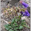 Campanula wanneri