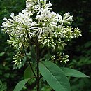 Syringa emodi (lilak himalajski)