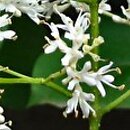 Syringa reticulata ssp. reticulata (lilak japoński)