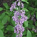 Syringa tomentella (lilak aksamitny)