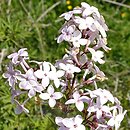 Syringa persica Laciniata