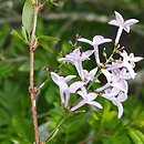 Syringa persica Kabul