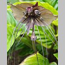 Tacca chantrieri (krąpiel)