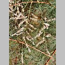 Tamarix gallica (tamaryszek francuski)
