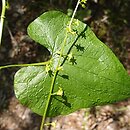 Dioscorea communis
