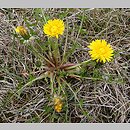 Taraxacum lingulatum (mniszek języczkowaty)