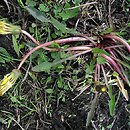 Taraxacum paucilobum (mniszek skąpoklapowy)