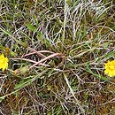 Taraxacum subdolum (mniszek zwodniczy)