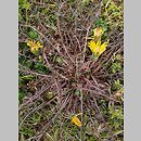 Taraxacum tenuilobum (mniszek wąskoklapowy)