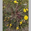 Taraxacum sect. Erythrosperma