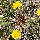 Taraxacum sect. Palustria