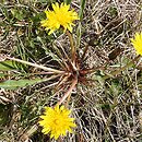 Taraxacum vindobonense (mniszek wiedeński)