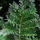 Taxus cuspidata (cis japoński)