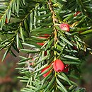 Taxus wallichiana (cis Wallicha)