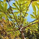 Tetrapanax papyrifer (tetrapanaks papierodajny)
