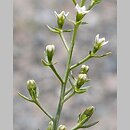Thesium arvense