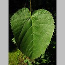 Tilia americana Stellata