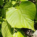 Tilia amurensis (lipa wonna)