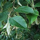 Tilia kiusiana (lipa kiusiu)