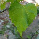 Tilia mongolica (lipa mongolska)