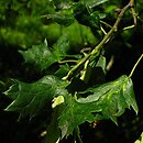 Tilia platyphyllos Laciniata