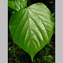 Tilia tuan (lipa całolistna)