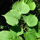 Tilia ×europaea Wratislaviensis