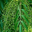 Toxicodendron sylvestre